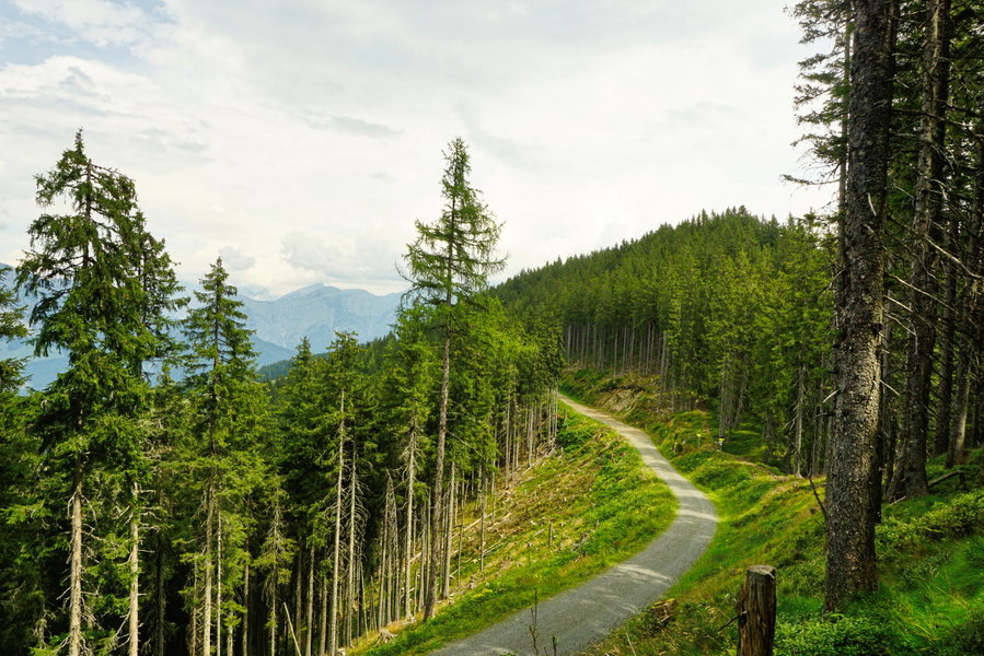 Forststraße unterhalb des Höhenweges. Foto: Alpenverein Saalfelden
