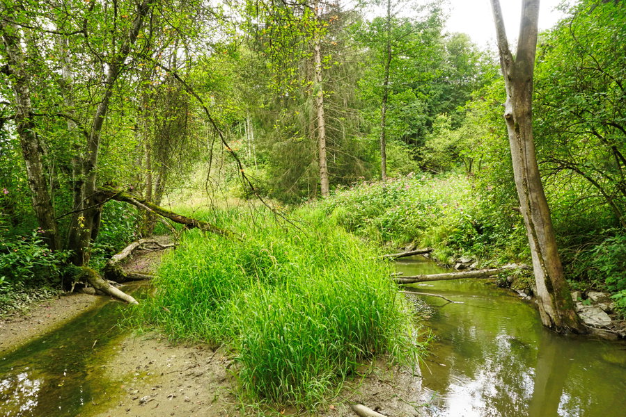 Biberlebensraum am Huntlsteg. Foto: Alpenverein Saalfelden