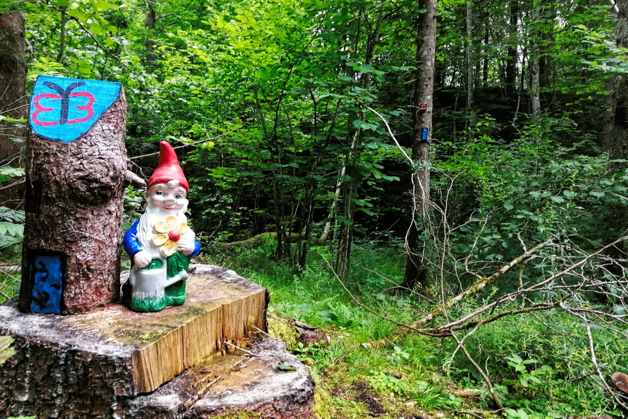 Im Zwergerlwald. Foto: Sarah Pallauf