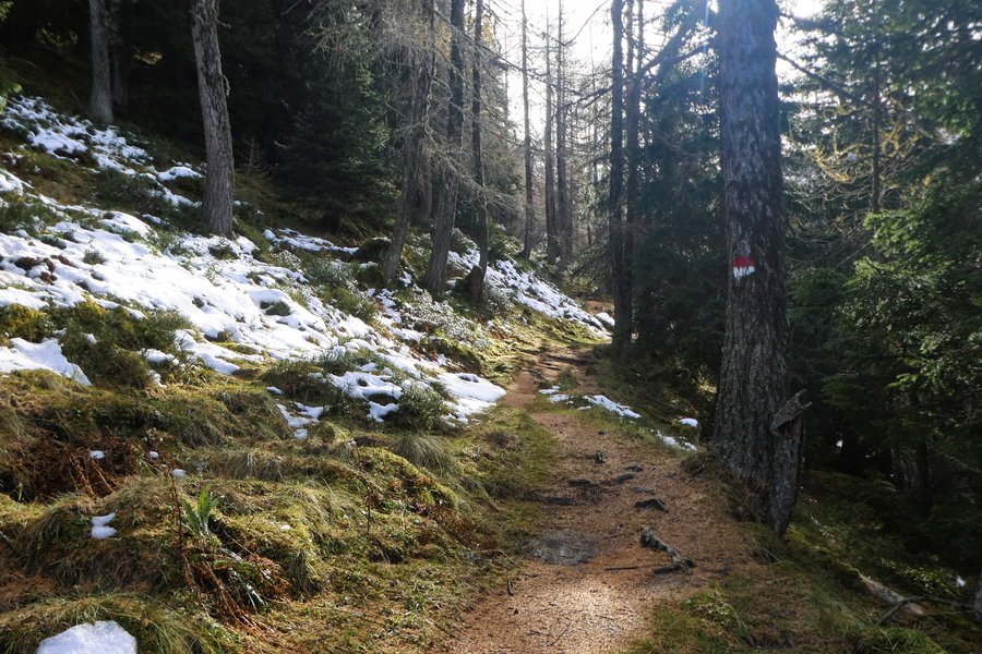 Lärchenwald. Foto: Karl Plohovich