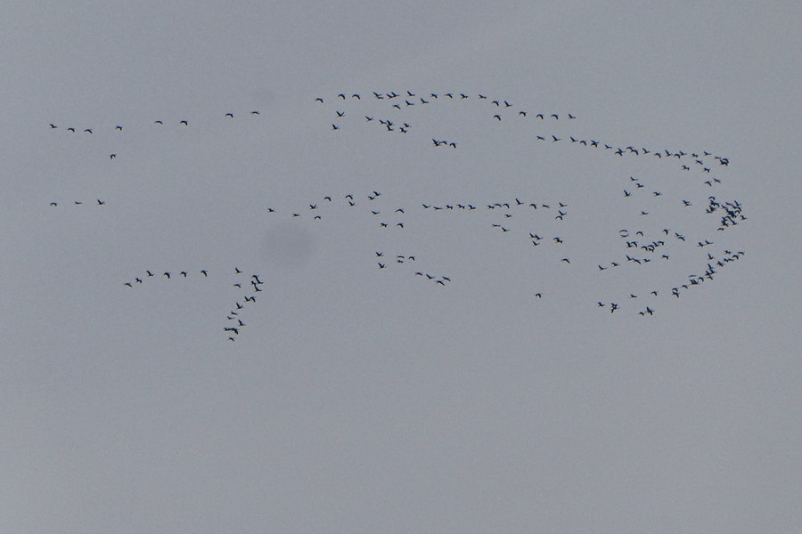 Geheimnisvoller Vogelzug. Foto: Karl Plohovich