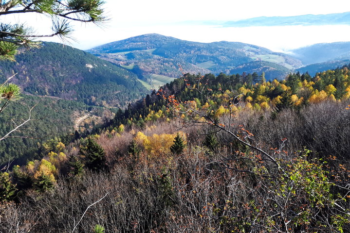 Über schöne Waldwege nach Prigglitz 1. Foto: Gerold Petritsch