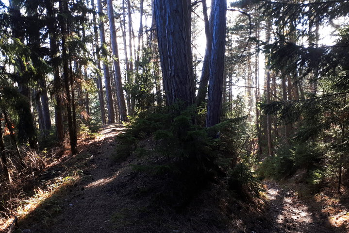 Über schöne Waldwege nach Prigglitz 2. Foto: Gerold Petritsch
