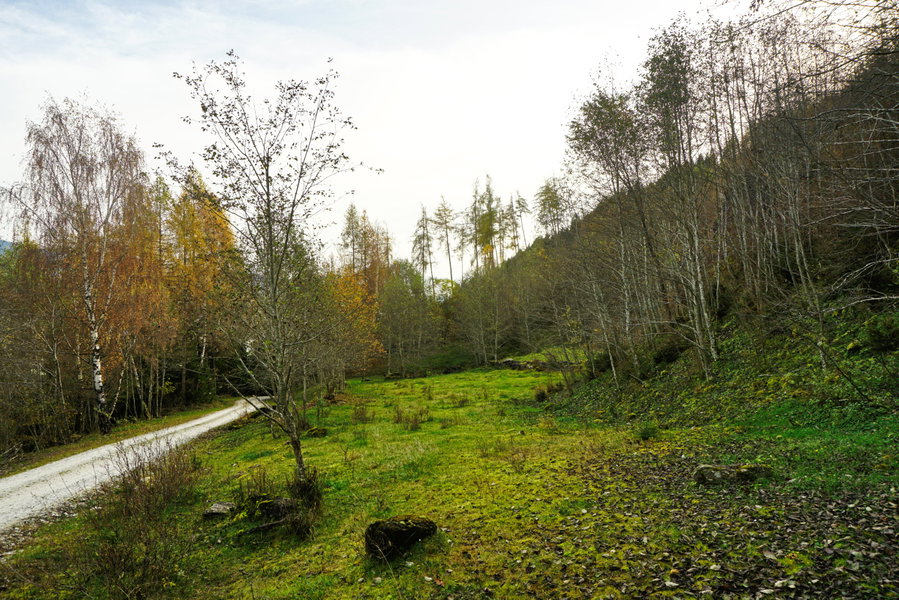 Aufstieg entlang Forststraßen. Foto: Alpenverein Saalfelden