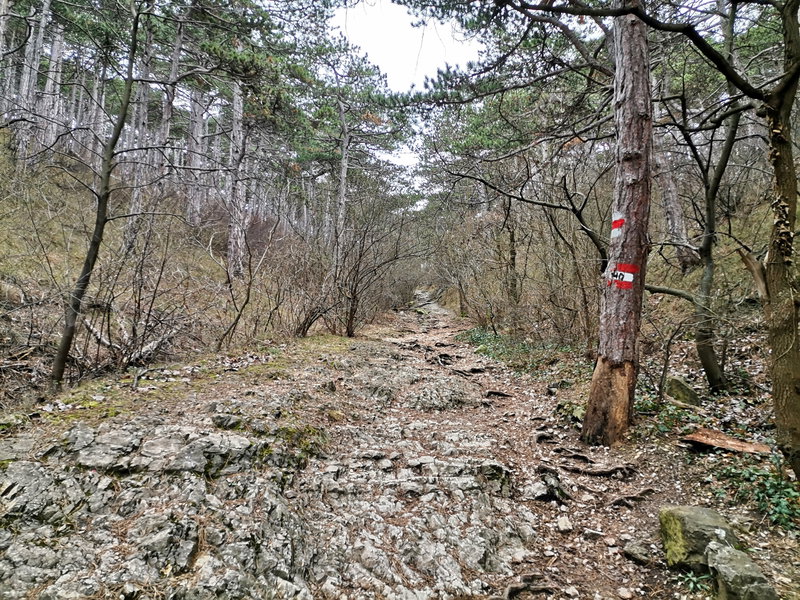 Richtung Breite Föhre. Foto Veronika Schöll