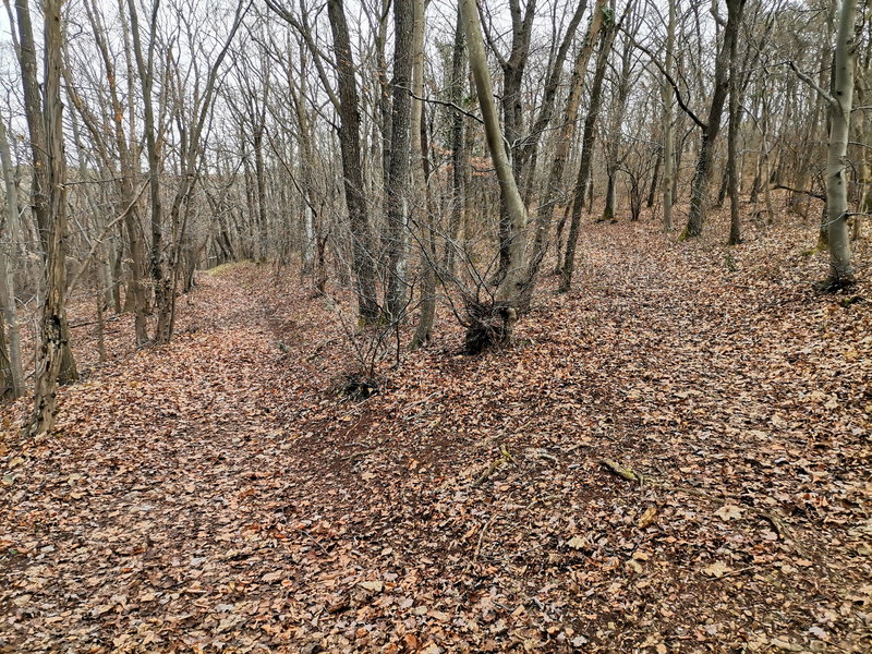 Links, unmarkiert, Richtung Burg Mödling. Foto Veronika Schöll