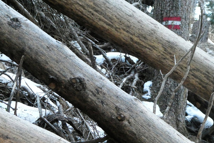 Wo ist die Kettensäge? Foto: Karl Plohovich