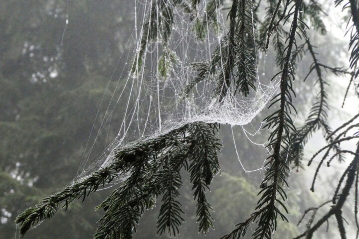 Weinsteig im Herbst 1. Foto: Karl Plohovich