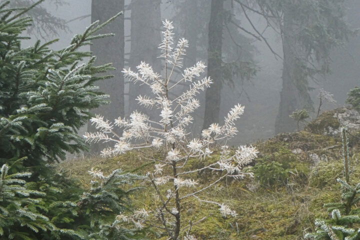 Weinsteig im Herbst 2. Foto: Karl Plohovich