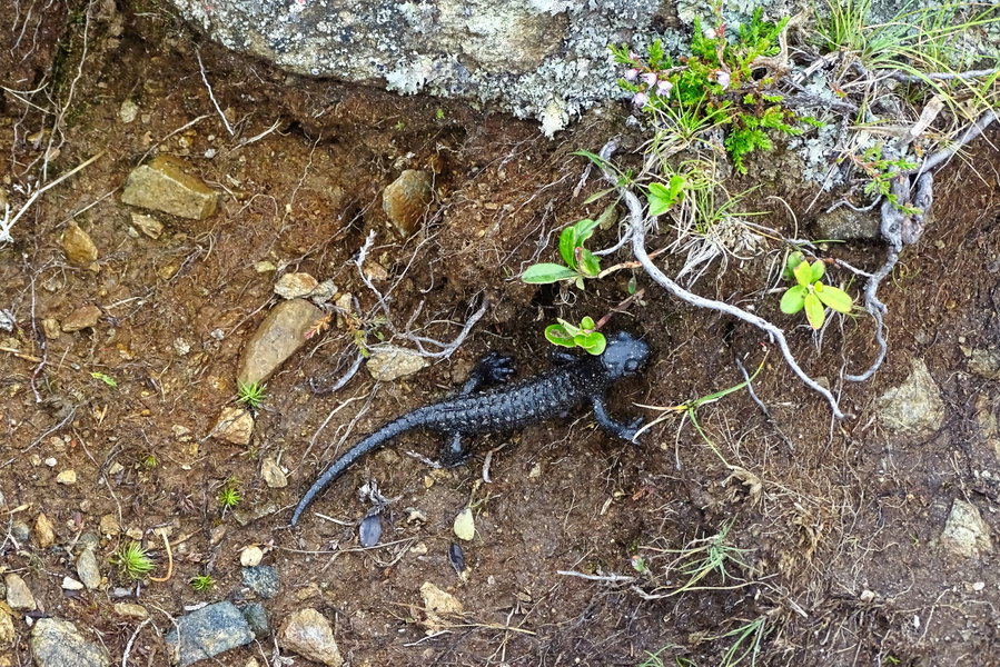 Alpensalamander sehen wir heute massenweise. Wenn sie uns auch sehen, erstarren sie vor Schreck und fallen teilweise sehr ungelenk um. Dabei sehen sie eigentlich athletisch aus?!