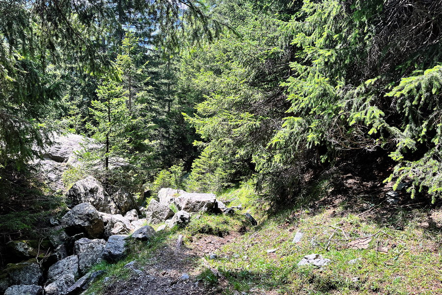 Hier geht man zwischen den Steinen und der Tanne geradeaus am unmarkierten Weg weiter. Foto: Birgit Matzinger