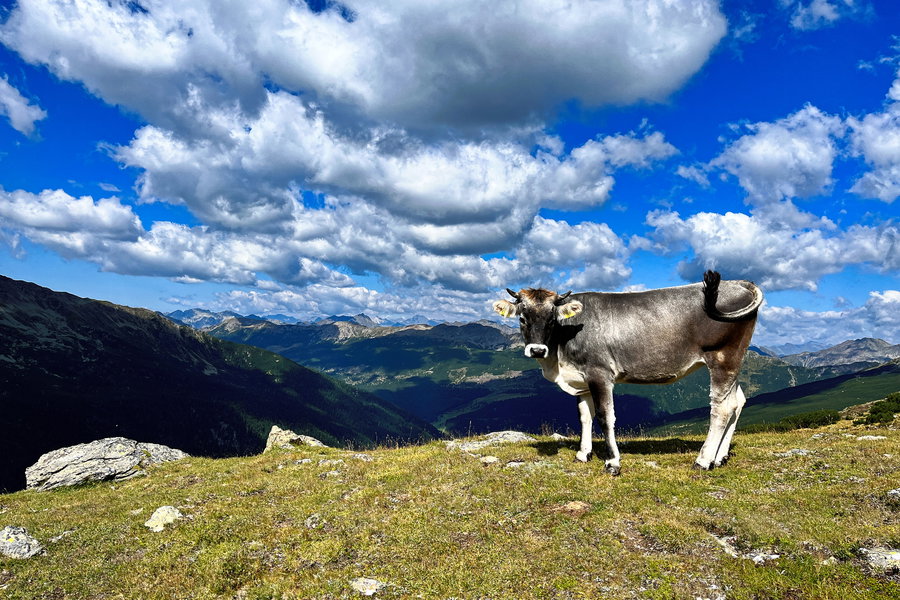 Eine Kuh am Wegesrand. Foto: Birgit Matzinger