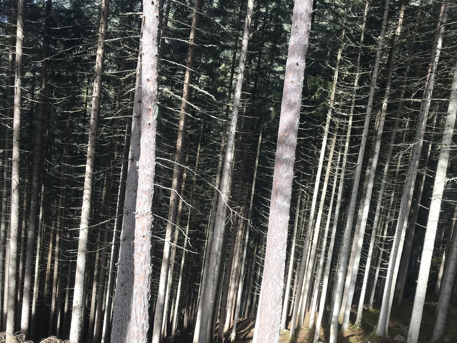 Fichtenwald ober Umhausen. Foto: David Kurz