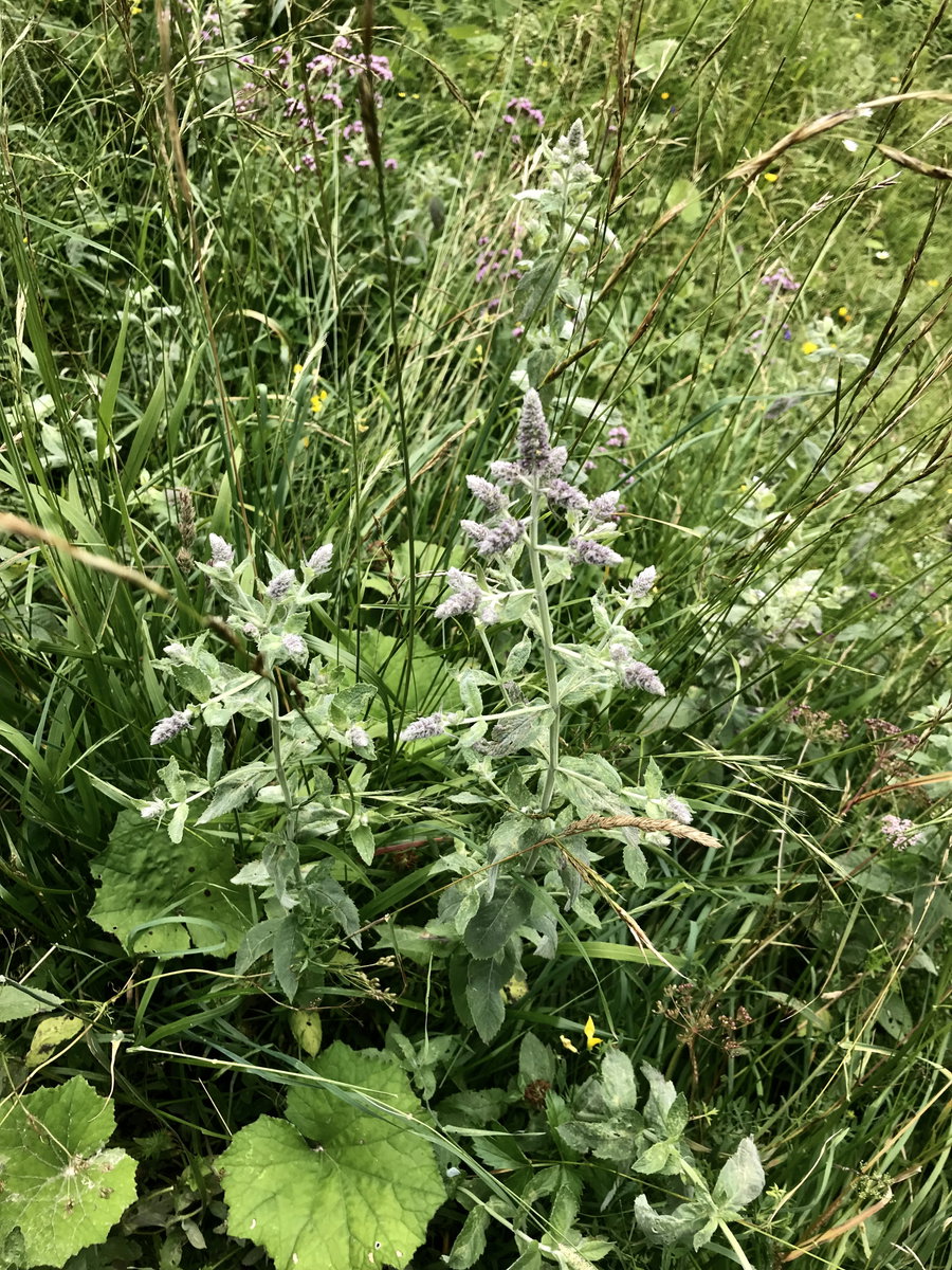Wiesensalbei Nähe Gaicht. Foto: Anna Mauritsch