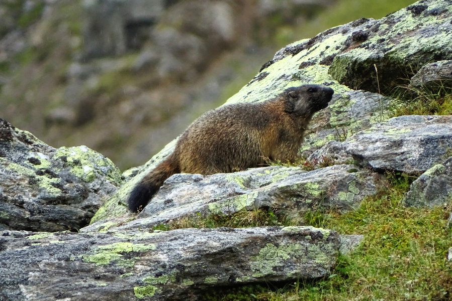 Sieht man Löcher im Boden, sind Murmeltiere nicht weit, so auch in dieser Region! Foto: Protect Our Winters Austria