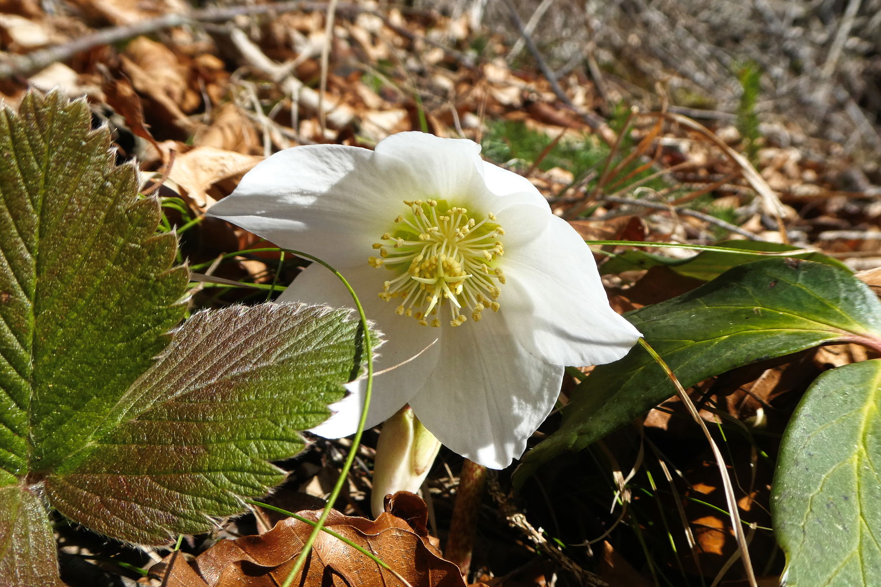 Von Faistenau nach Ebenau