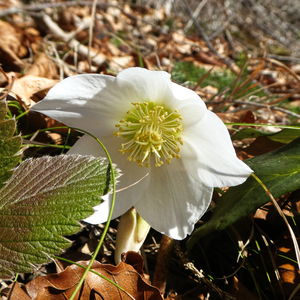 Von Faistenau nach Ebenau