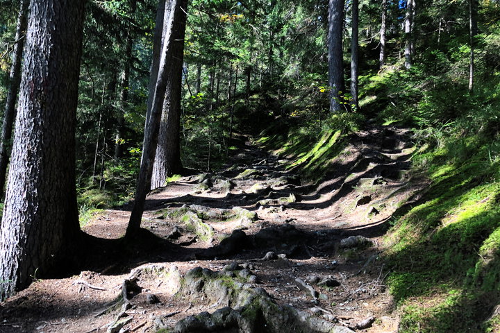 Zwischendurch ist der Weg sehr gemütlich, dann zeigt er sich wieder von seiner wurzeligen Seite 2. Foto: Anna Siebenbrunner, Protect Our Winters Austria (POW AT)