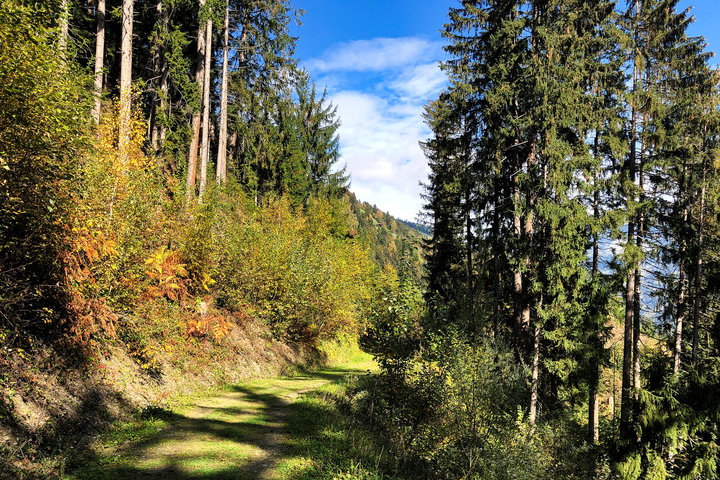 Zwischendurch ist der Weg sehr gemütlich, dann zeigt er sich wieder von seiner wurzeligen Seite 1. Foto: Anna Siebenbrunner, Protect Our Winters Austria (POW AT)