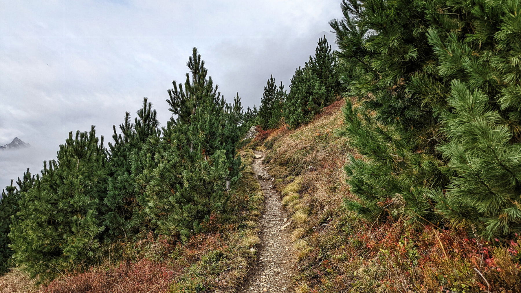Ein traumhafter Weg, dem wir hier bergauf folgen dürfen! Meist führt er uns an Wiesen mit Gestrüpp oder lichten Jungwäldern bzw. bald Latschen vorbei. Tourstart ist auf über 1500 m.ü.A., da hat man die Baumgrenze bald eingeholt. Foto: Protect Our Winters Austria (POW AT)