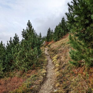 Hohe Köpfe