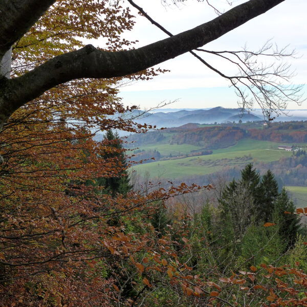 Ausblick ins Voralpenland. Foto: Alpenverein Edelweiss