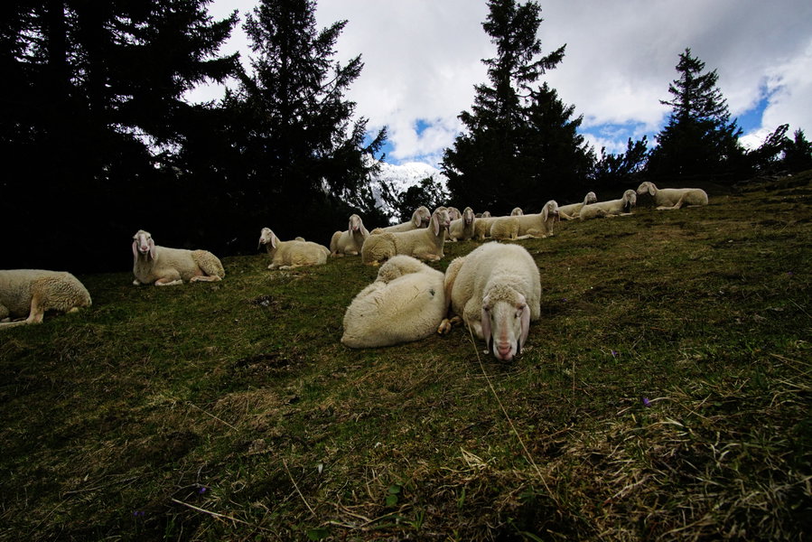 Diese Schafe blöken nicht, sie kauen nur! Foto: Protect Our Winters Austria (POW AT)