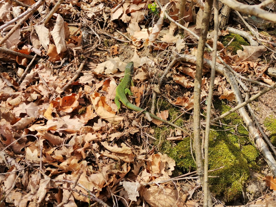 Smaragdeidechserich auf Brautschau. Foto Veronika Schöll