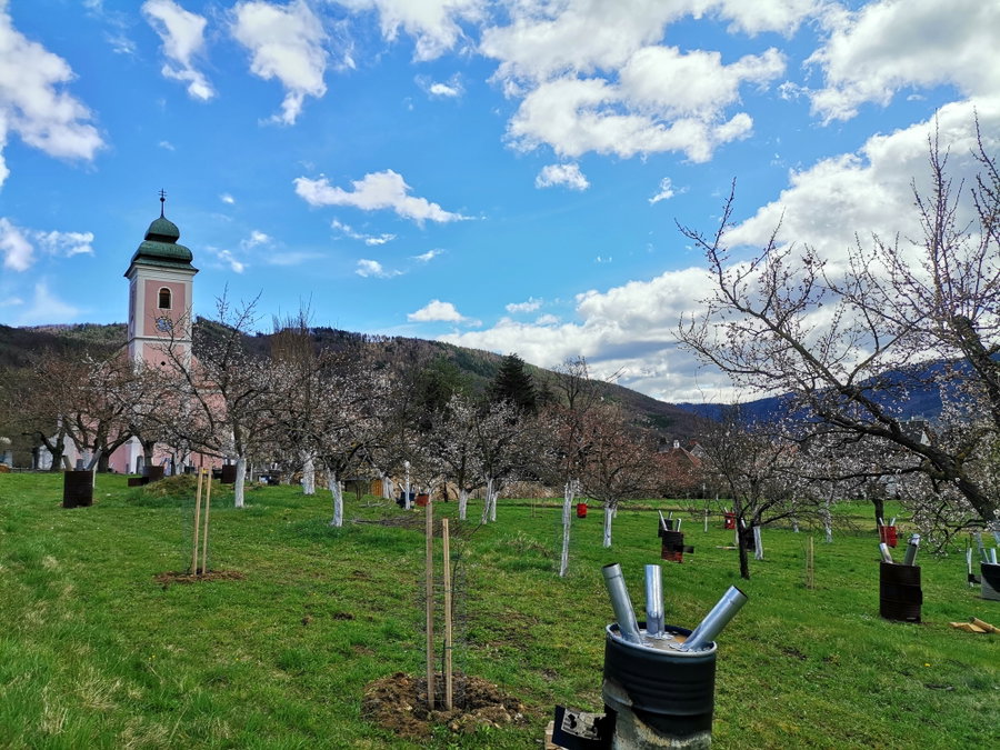 Marillengärten mit Frostschutz, Pfarrkirche Unterranna. Foto Veronika Schöll