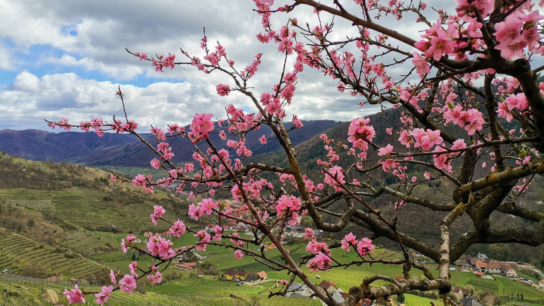 Blick zurück zur Donau. Foto Veronika Schöll
