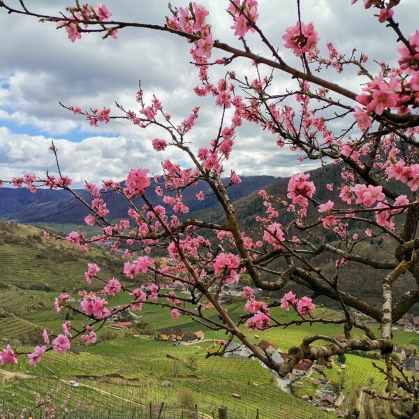 Blick zurück zur Donau. Foto Veronika Schöll