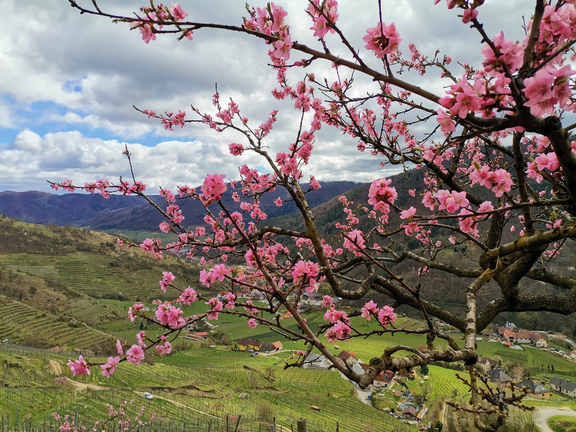 Blick zurück zur Donau. Foto Veronika Schöll