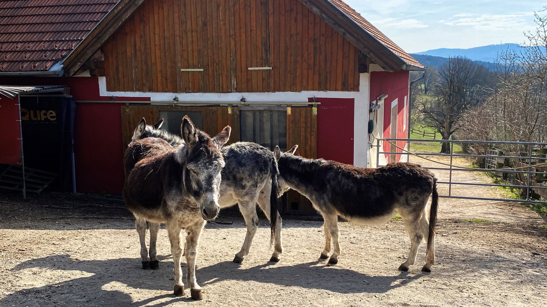 Esel bei Renates Farm. Foto: Elke Kellner