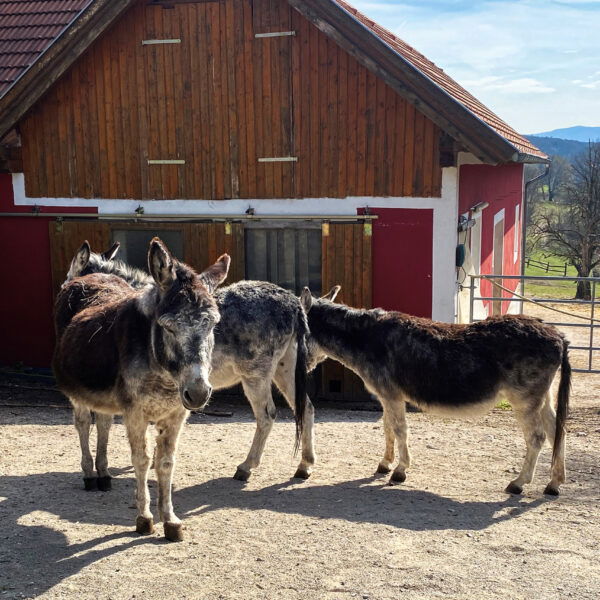 Esel bei Renates Farm. Foto: Elke Kellner