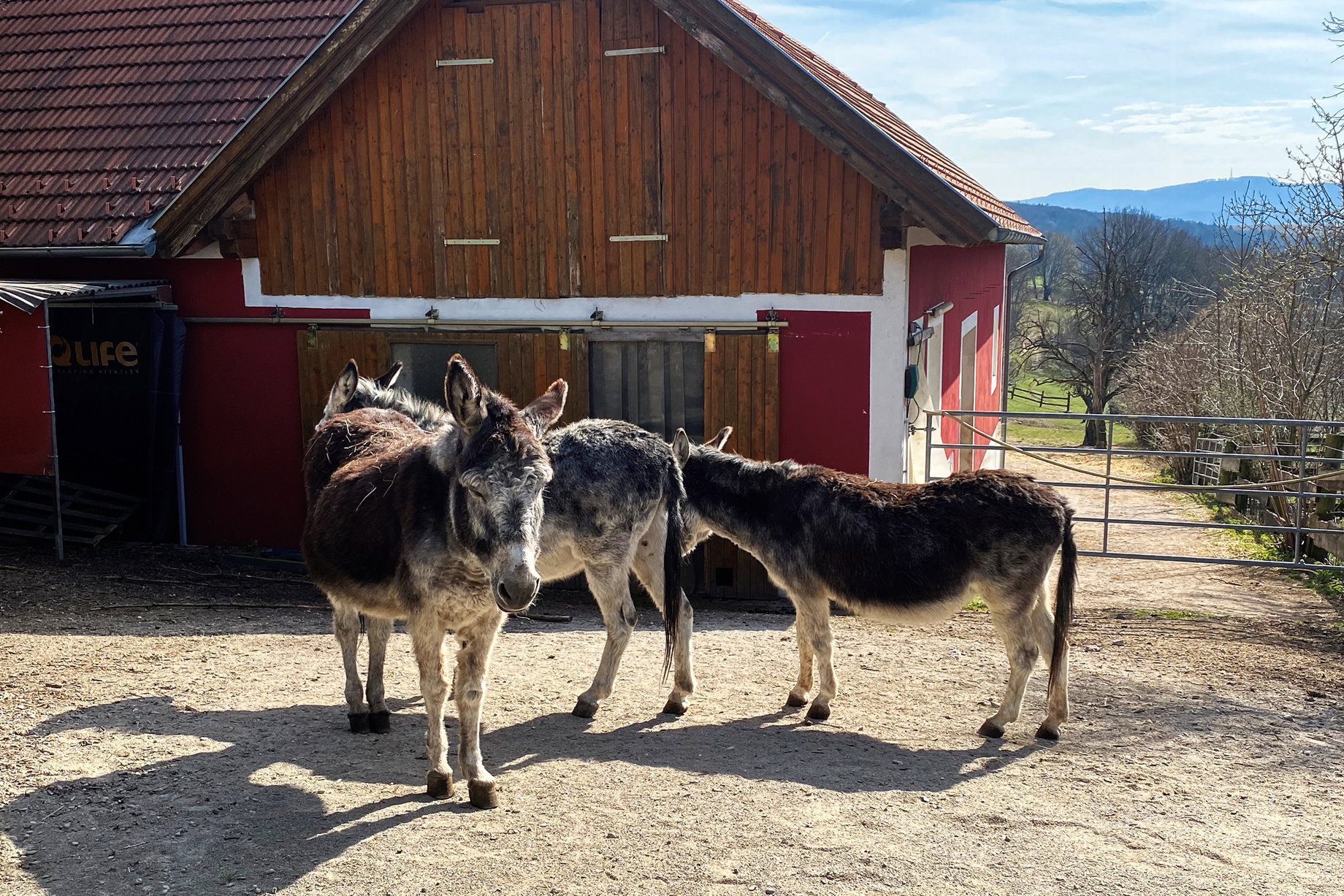 Esel bei Renates Farm. Foto: Elke Kellner
