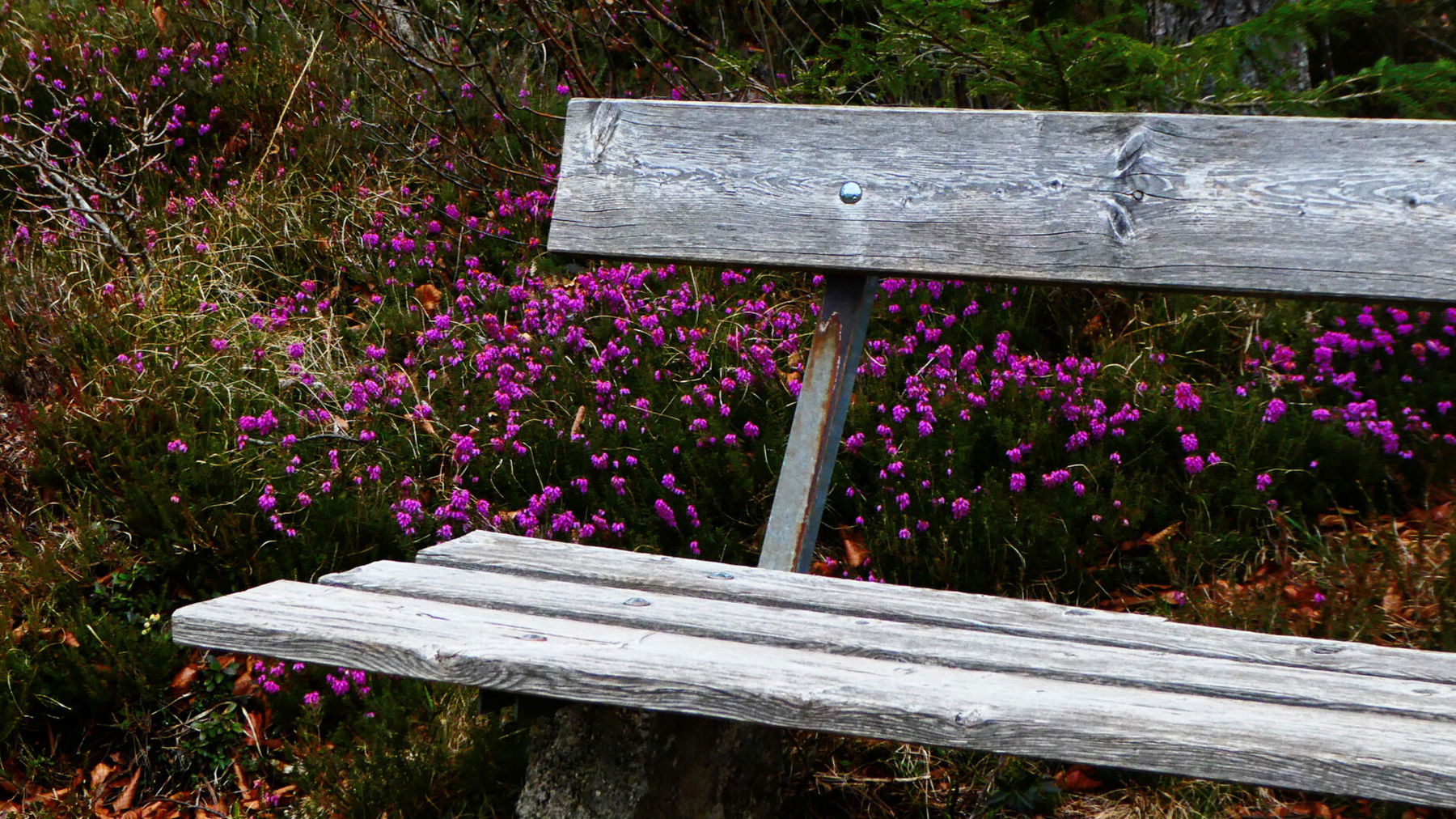 Promenaden-Flair. Foto: Karl Plohovich