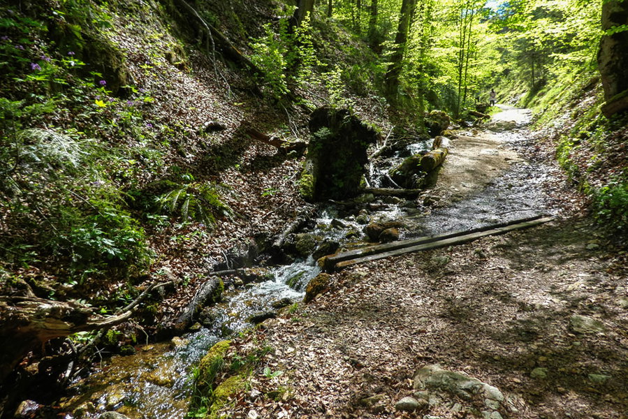 Weg entlang vom Hechtbach Richtung Längsee. Foto: Eva Maria Ginal