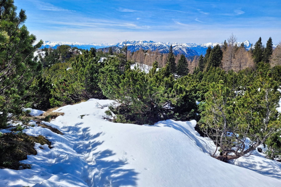 Stapfweg durch Latschen mit wunderbarem Ausblick auf den Rofan und den Guffert. Foto: Konrad Gwiggner