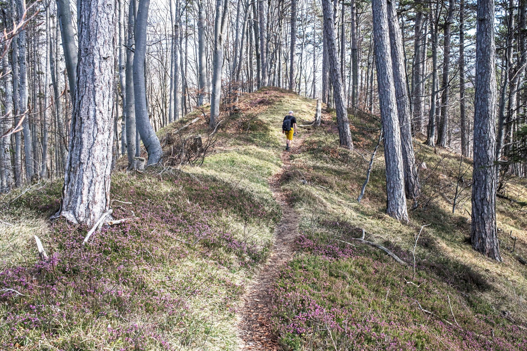 2-Tages Frühlingstour durch die Gutensteiner Alpen: von Hainfeld über die Araburg, das Kieneck und den Unterberg nach Gutenstein