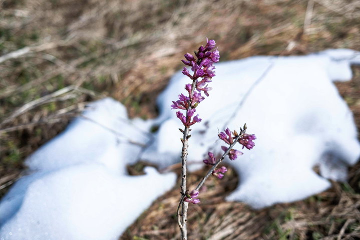 Seidelbast und letzte Schneereste. Foto: Birgit Reiter