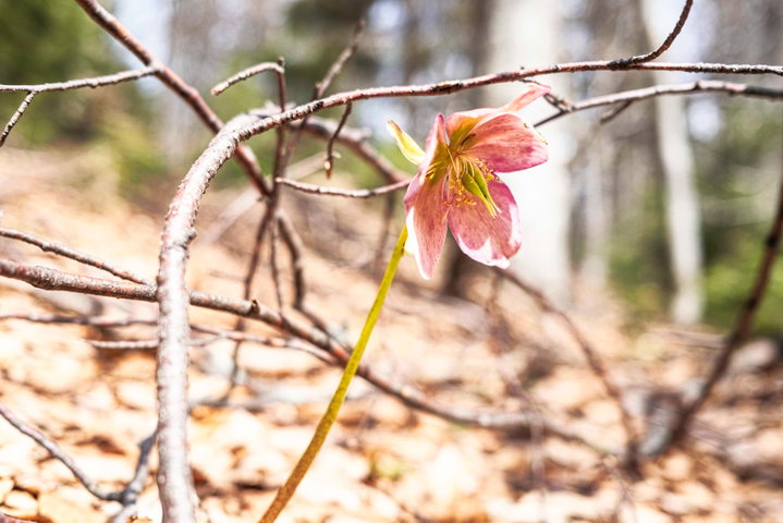 Schneerose im trockenen Buchenwald. Foto: Birgit Reiter