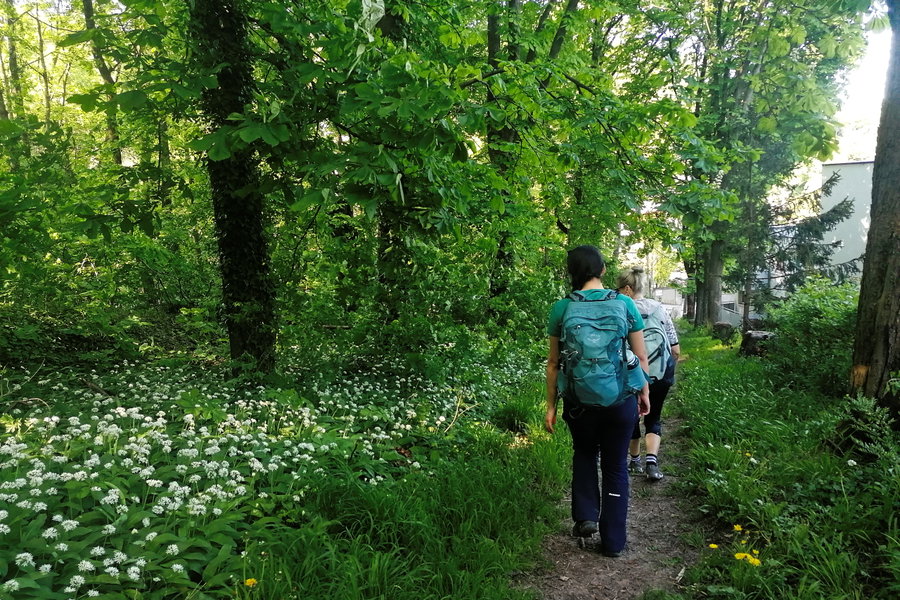 Bärlauchparadiese. Foto: Sarah Pallauf