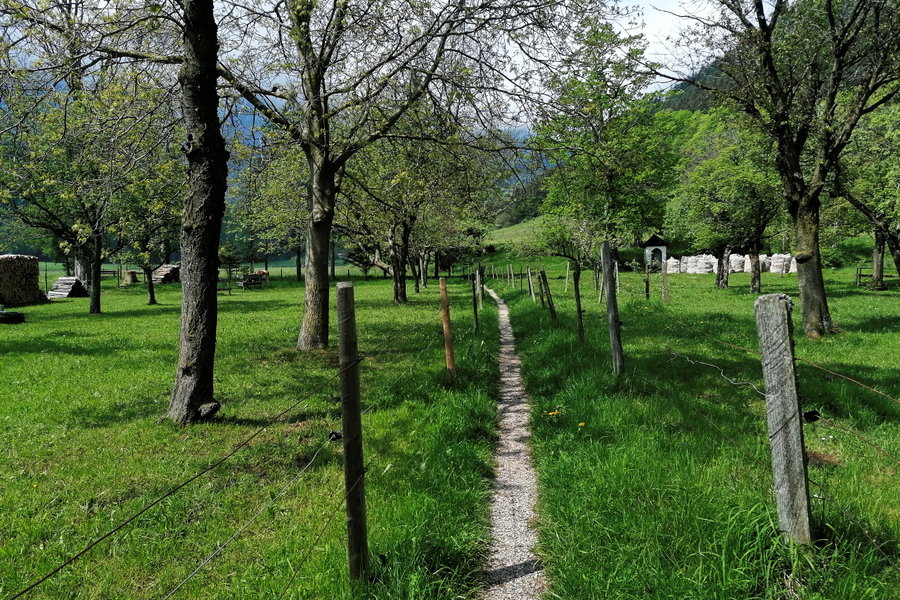 Grün, so grün. Foto: Sarah Pallauf