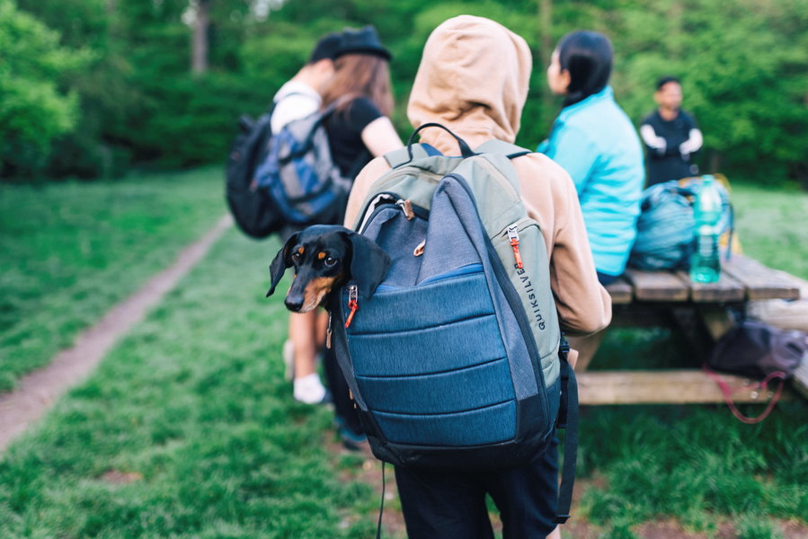 Müder Hund im Rucksack. Foto: Inna Kravchenko