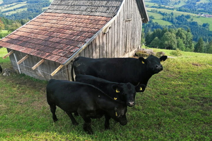 Tierische Begegnungen unterwegs. Foto: Sarah Pallauf
