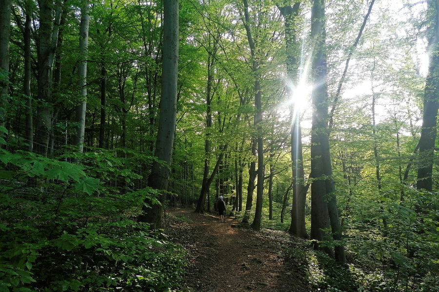 Wer findet das Kind im Wald? Foto: Sarah Pallauf