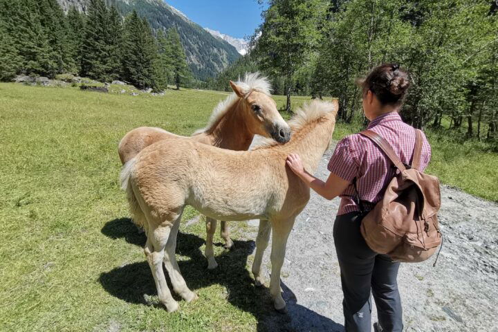 Am Weg zur Raineralm. Foto Veronika Schöll