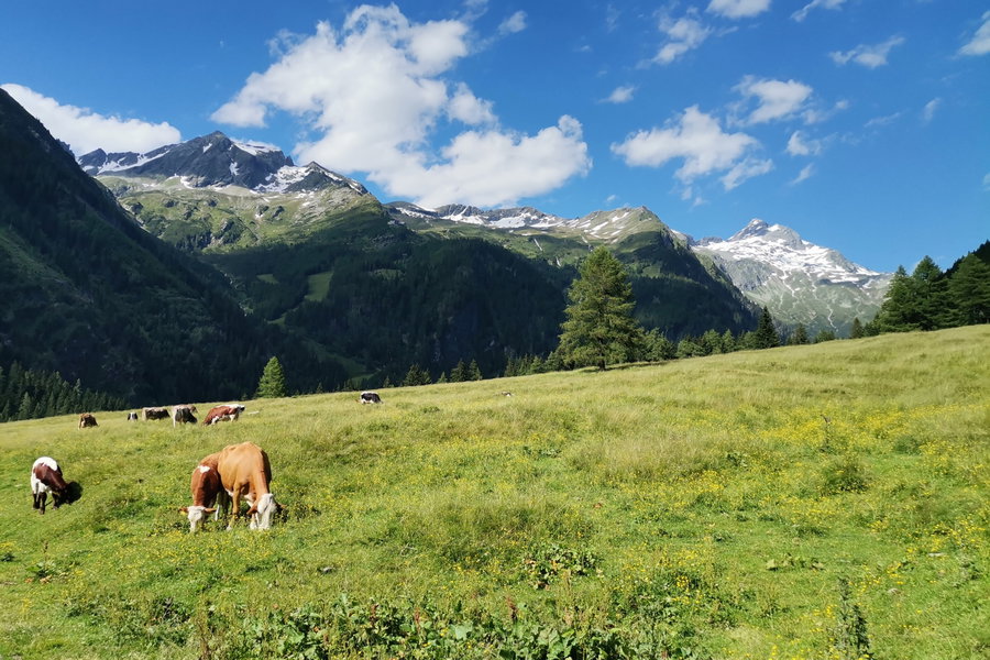 Rückblick zum Ankogel. Foto Veronika Schöll