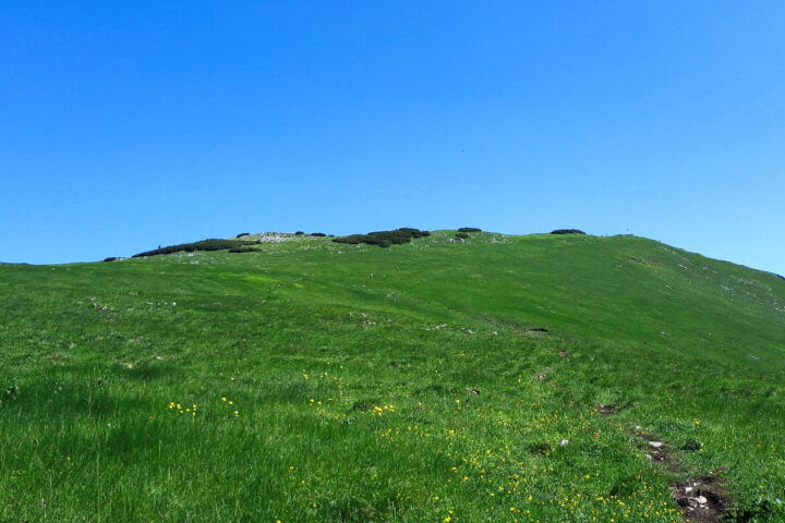 Gipfelwiese Messnerin. Foto: Martina Friesenbichler