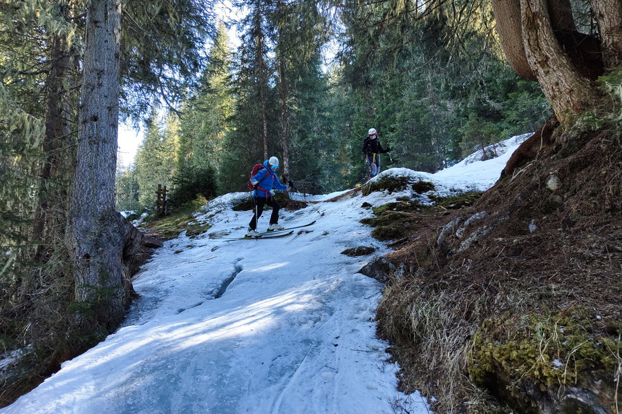K(r)ampf im Wald. Foto: Simon Widy